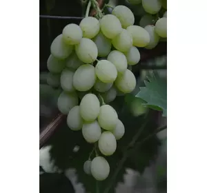 Виноград КІШМІШ РАТАТУЙ (саджанці щеплені)