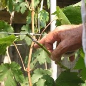 Технические сорта винограда и подвой