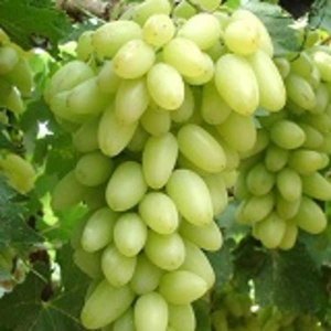 Кишмишные сорта винограда