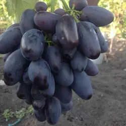Виноград АЛВІКА (саджанець щеплений)