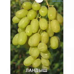 Виноград КОНВАЛІЯ "ЛАНДИШ" (саджанець щеплений)