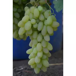 Виноград КІШМІШ АРАРАТ (саджанець щеплений)