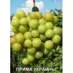 Виноград ПРИМА УКРАЇНИ (саджанець щеплений)