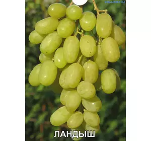 Виноград КОНВАЛІЯ "ЛАНДИШ" (саджанець щеплений)