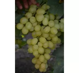 Виноград БІЛОСНІЖКА (саджанець щеплений)
