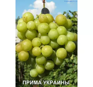 Виноград ПРИМА УКРАИНЫ (саженец привитой)