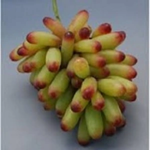 Столовые сорта винограда японской селекции Столовые сорта винограда японской селекции