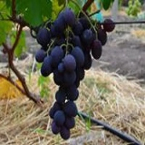 Поздние сорта винограда Поздние сорта винограда