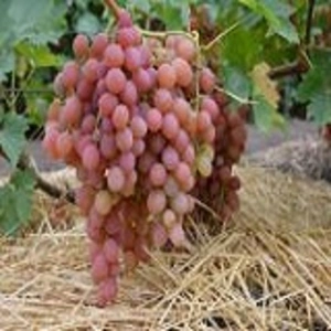 Средние сорта винограда Средние сорта винограда