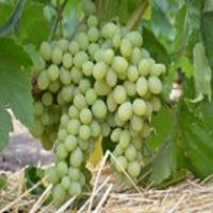 Ранние сорта винограда Ранние сорта винограда